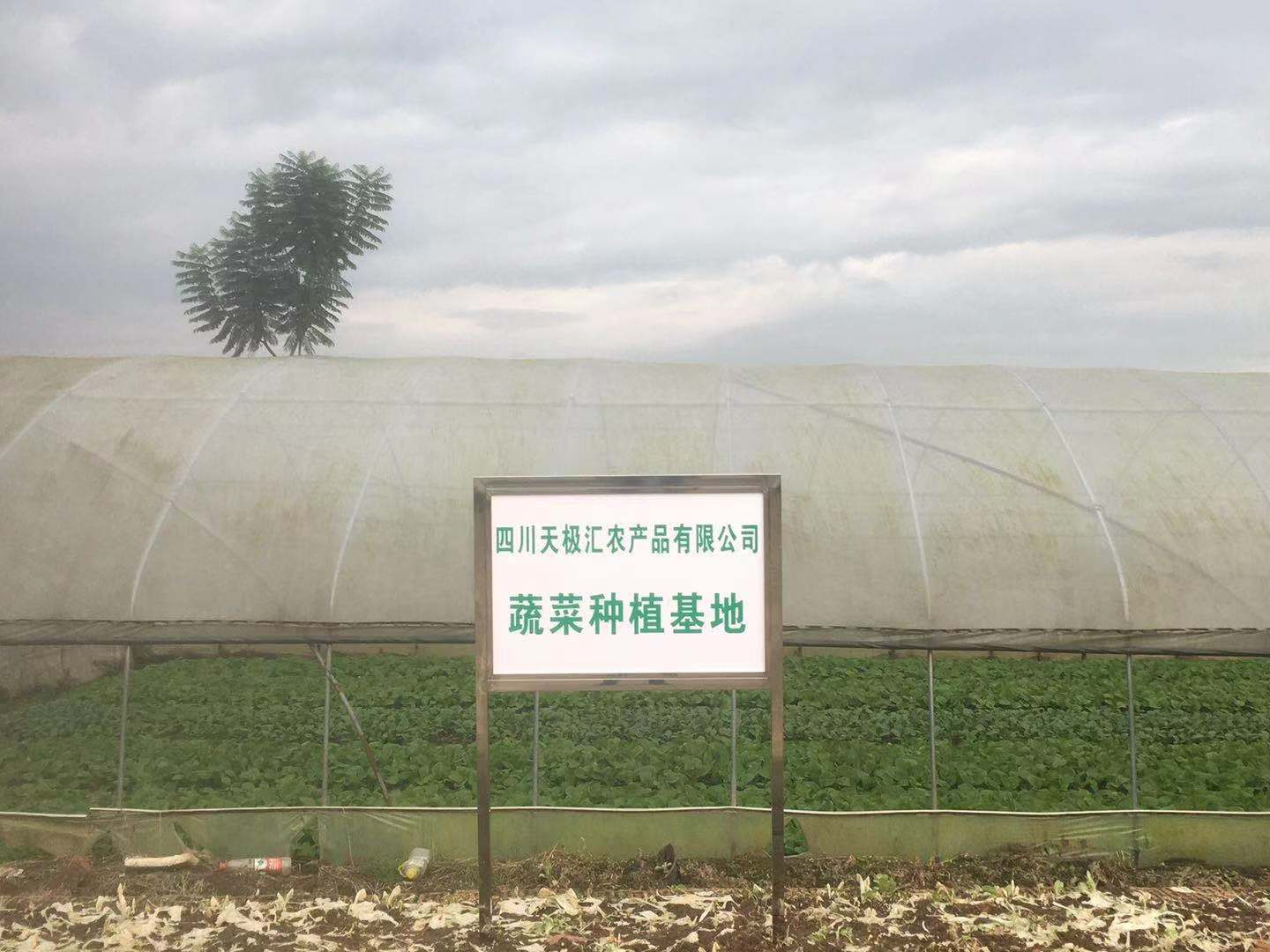 成都鹏宇农业公司蔬菜种植基地